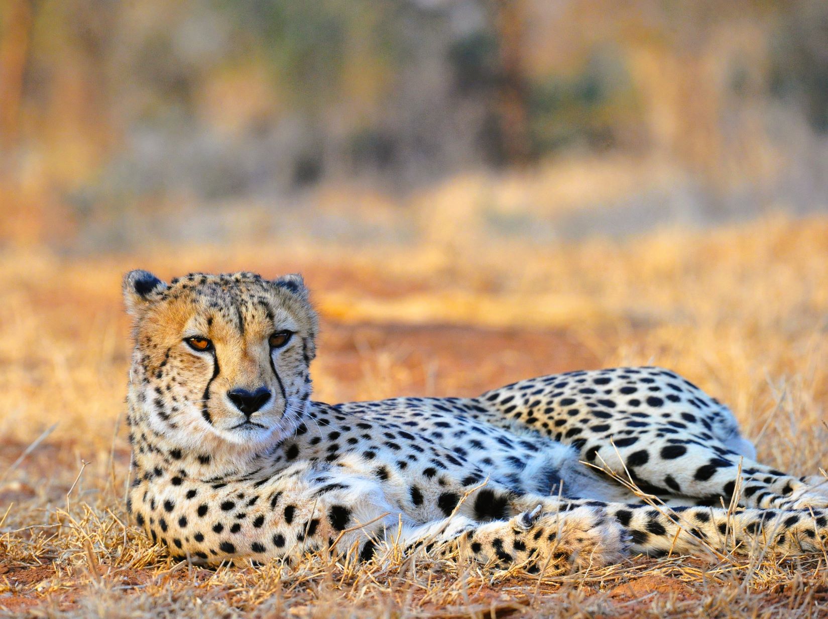 The cheetah image taken at eye level while on a walk at Makanyane Safari Lodge