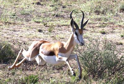 springbok starts to run