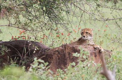 Cub on the rock