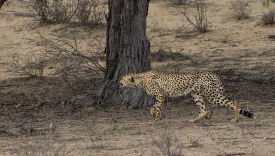 Cheetah stalking