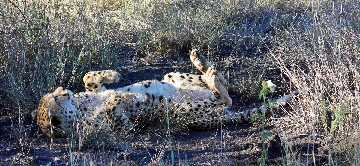 cheetah in northern Madikwe