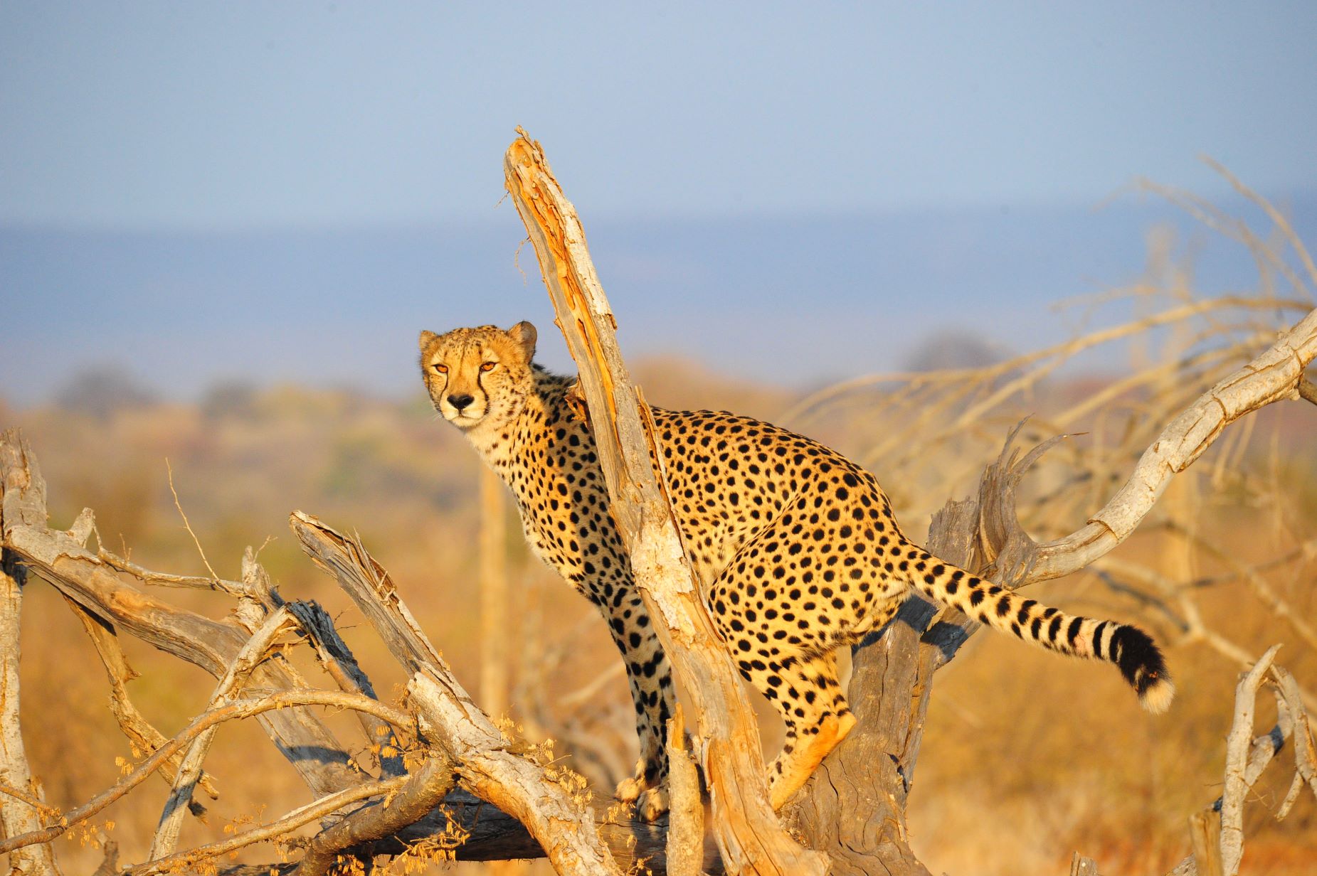 Cheetah on tree image taken on game drive with Makanyane Safari Lodge
