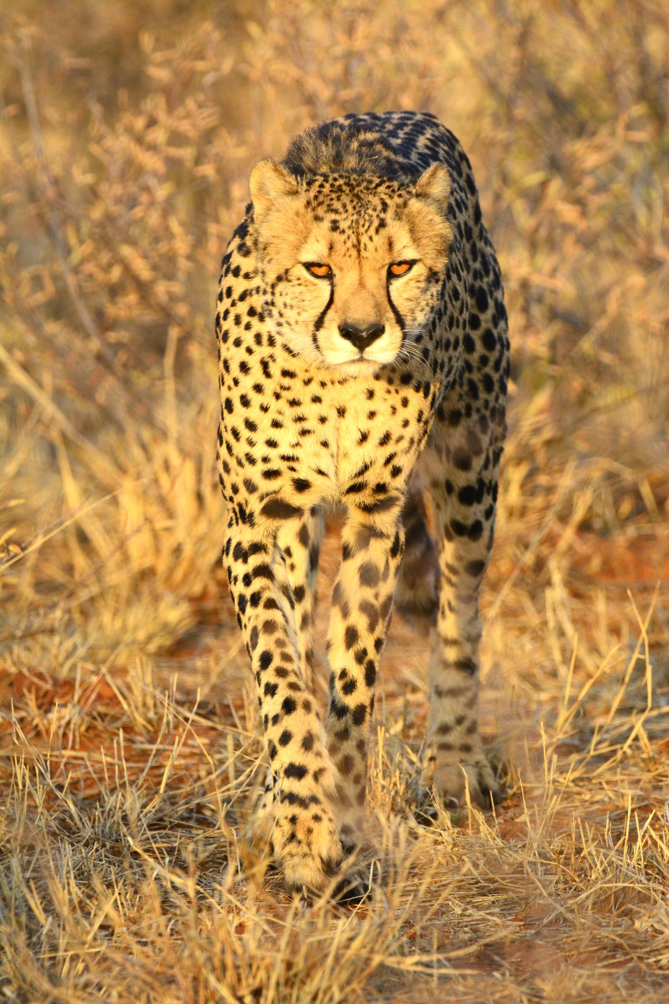 cheetah walking towards us while on game drive at Makanyane Safari Lodge