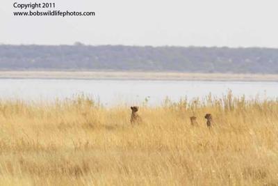 Cheeetah family sept 2011
