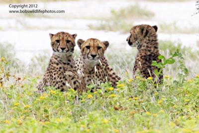 Cheetah family March 2012