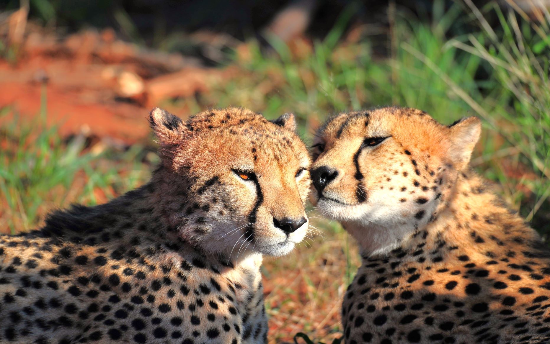 Cheetah kisses while on game drive with Buffalo Ridge Lodge in Madikwe