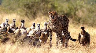 Cheetah and Vultures