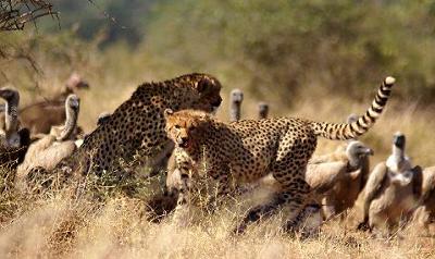 Cheetah and Vultures