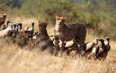Cheetah and Vultures