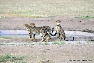 Cheetah mother and cubs