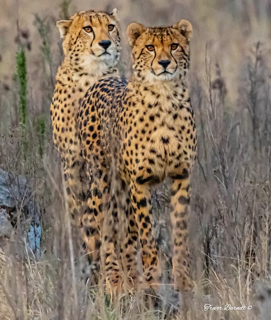 Cheetahs at Rietvlei