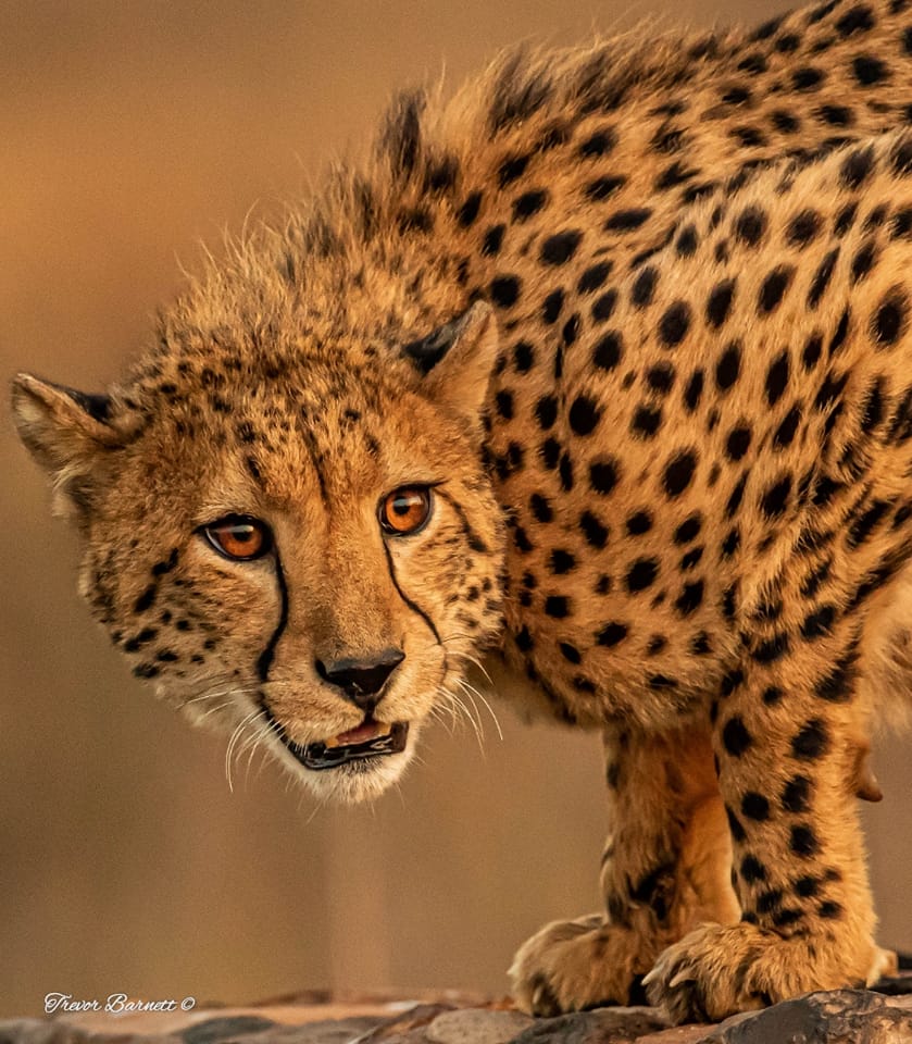 Cheetah close-up at Rietvlei
