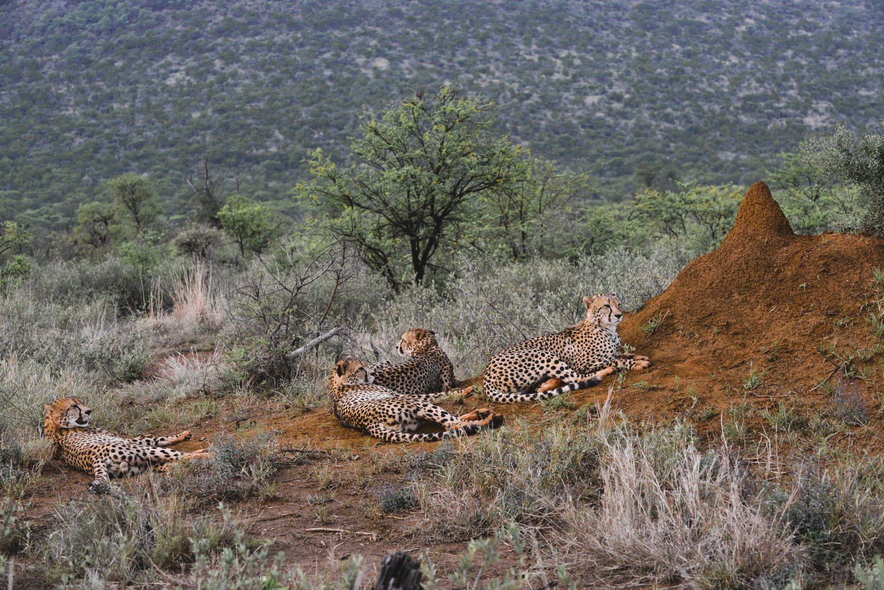 Cheetah brothers while on game drive with Motswiri Private Safari Lodge