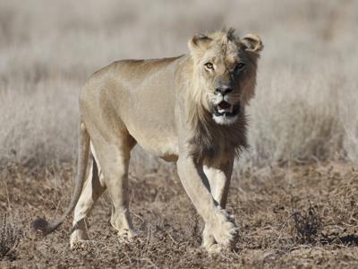 Kalahari lion
