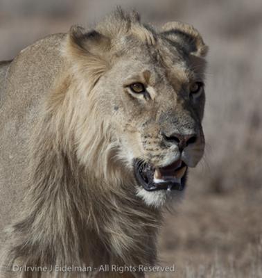 Kalahari lion portrait