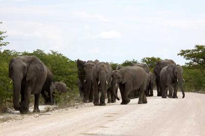 Elephants everywhere