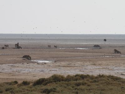 Lions drinking at Okondeka waterhole