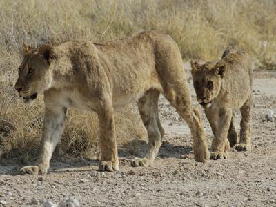 Lion cubs at Okondeka
