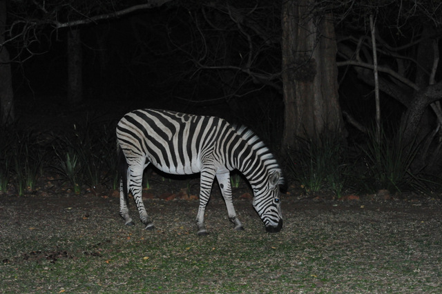 Zebra outside our room Zebra outside our room