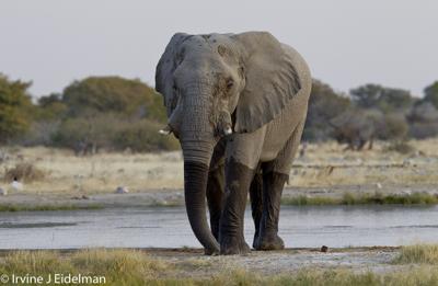 Etosha elephant