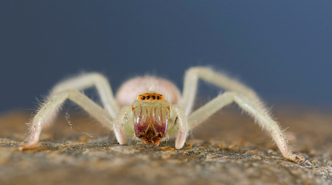 crab spider