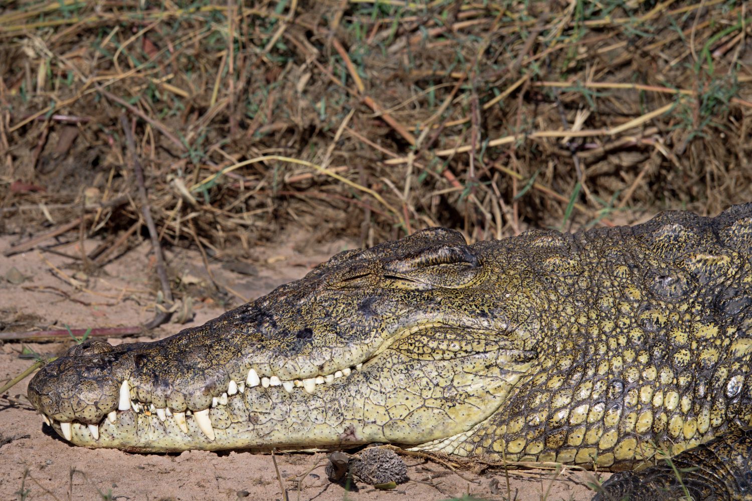Croc pic taken at Cresta Mowana in Botswana