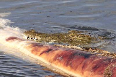 Not a good place to swim