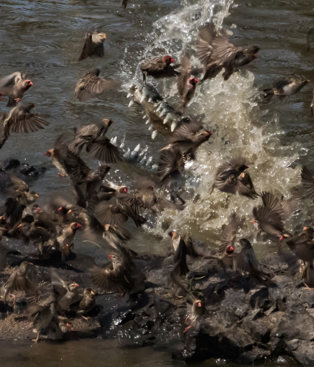 Crocodile hunting queleas at N'wanetsi bridge near Satara in Kruger park.