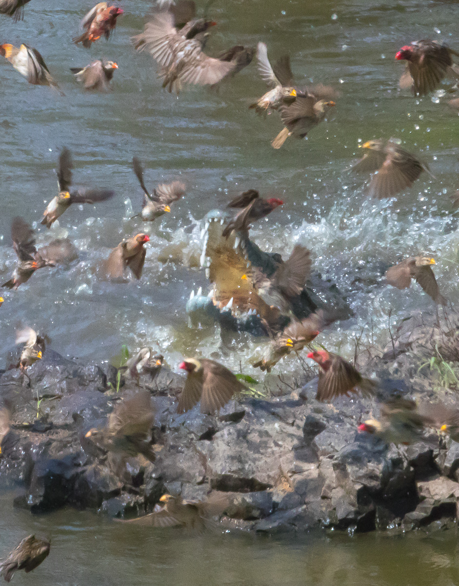 Crocodile hunting queleas at N'wanetsi bridge near Satara.