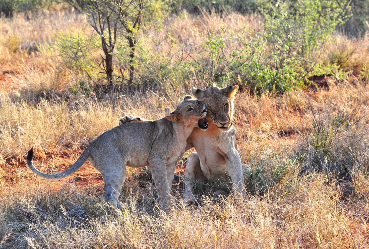 Lion cubs playing image taken while on game drive at Makanyane Safari Lodge Madikwe