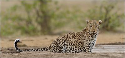 Cyrus watching me while drinking