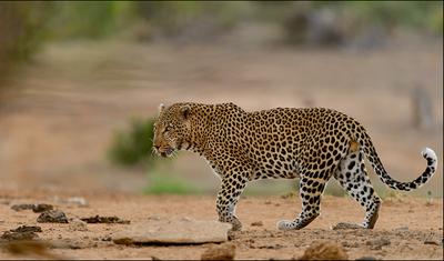 Cyrus leaving the waterhole