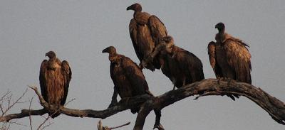 Vultures waiting for the air currents to heat up.