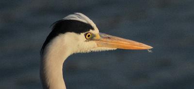 Grey Heron with keen eye sight.