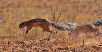 Fighting Ground Squirrels