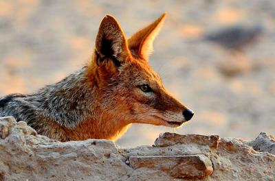 Hunting doves is hard work