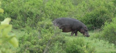 Hippo out of the water.