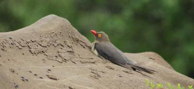 Plated Lizard taking a sunbath.