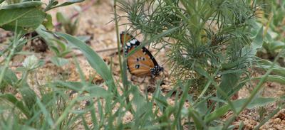 African Monarch at De laporte water hole - no Leopard.