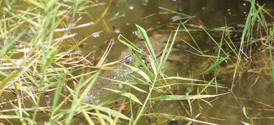 Crocodile at our feet.