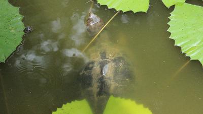 Turtle at our feet as well.