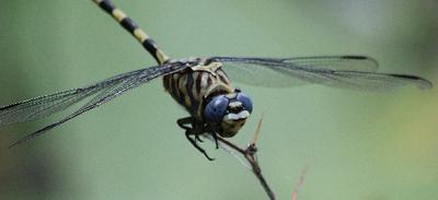 Dragon fly number two.