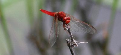 Dragon fly number three.