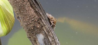 The Nymph of a Dragon fly.