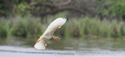  The Heron lowers flight pattern.