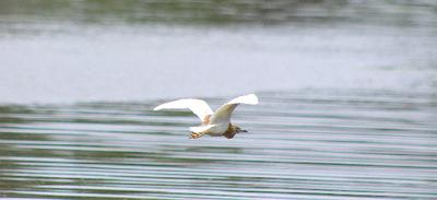 The Heron skims along the water.