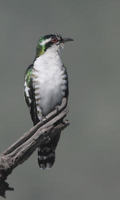 Diederick Cuckoo