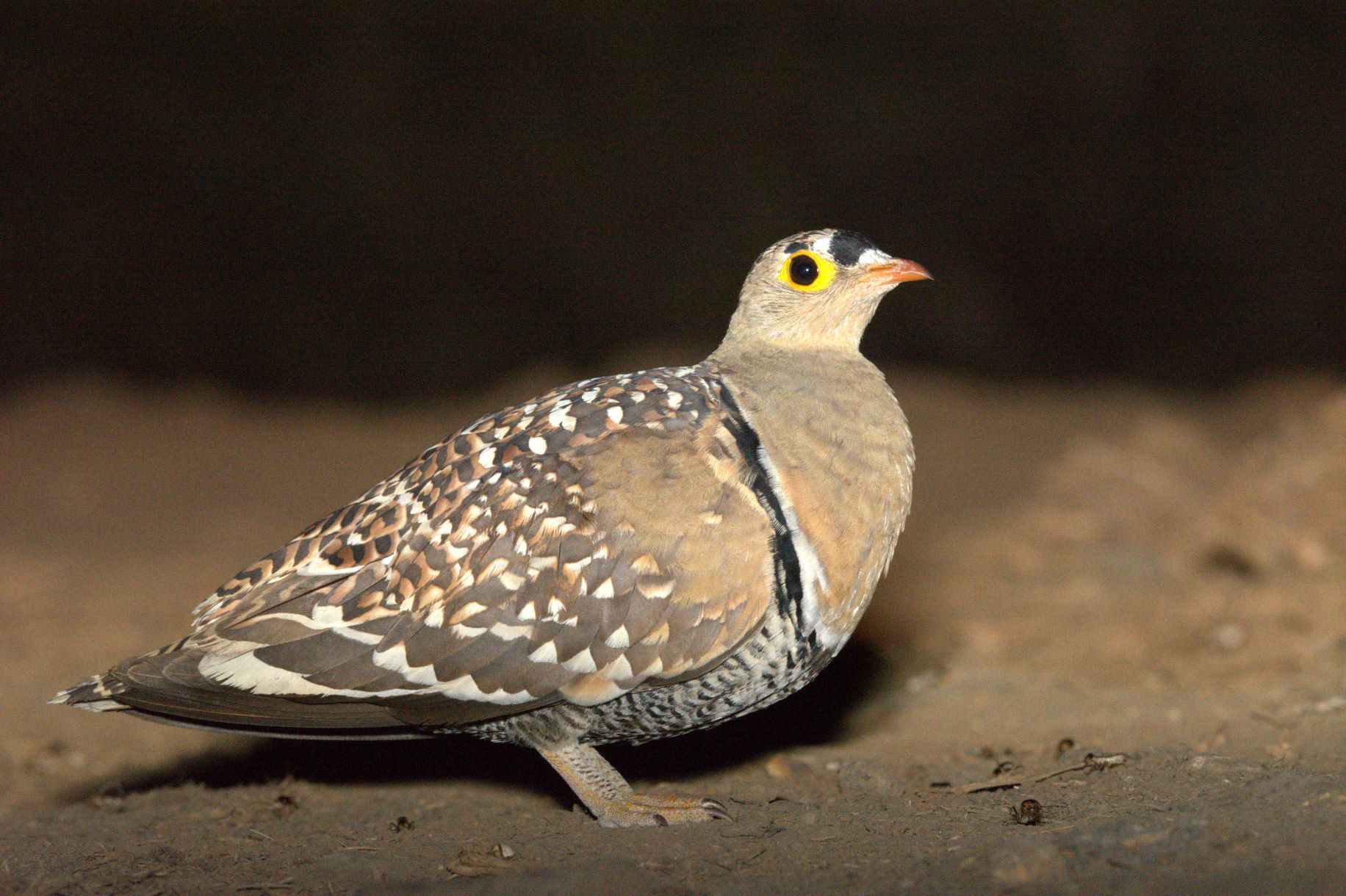 double banded sandgrouse at LWM hide double banded sandgrouse at LWM hide