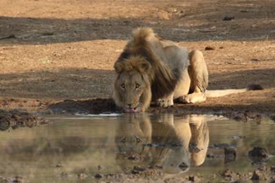 Male Lion Drinking 
