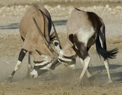 Gemsbok in a dusty duel